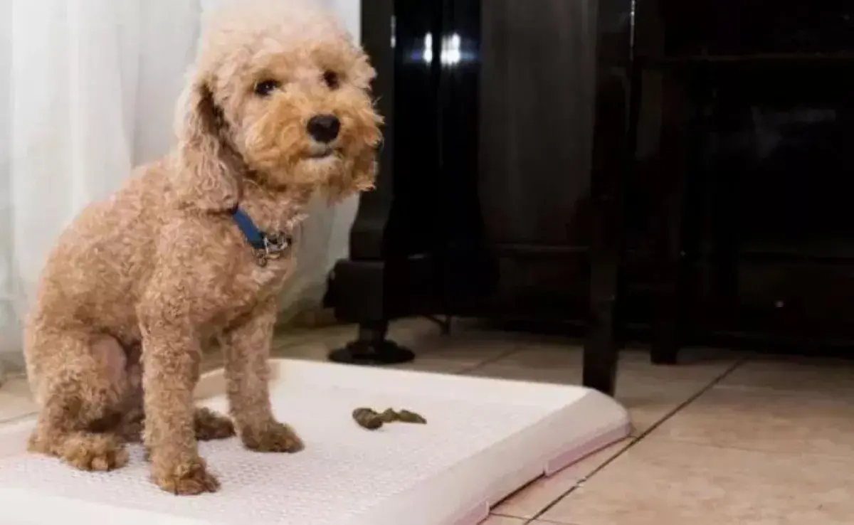 Cómo enseñarle al perro a hacer sus necesidades en el lugar correcto: la práctica constante es el mejor de los consejos