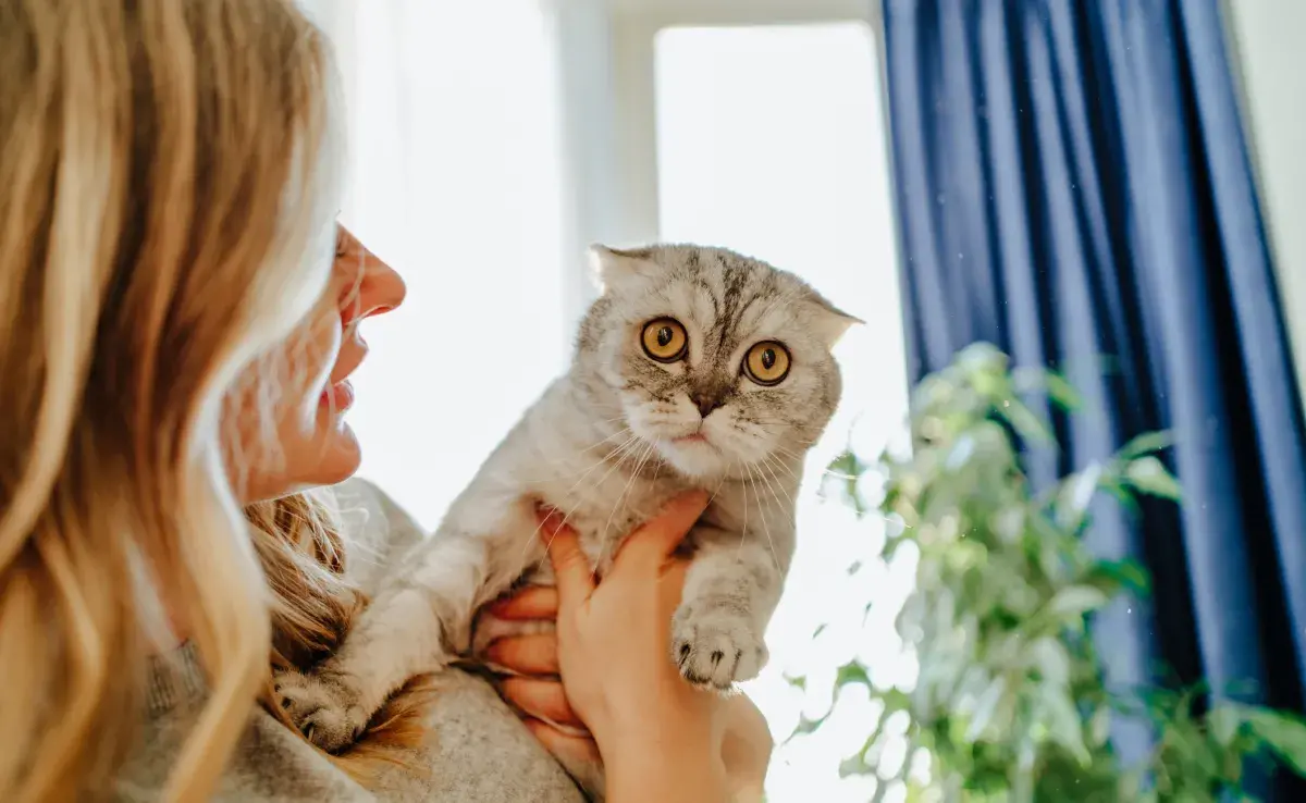 Aprende a lidiar con un gato necesitado de cariño