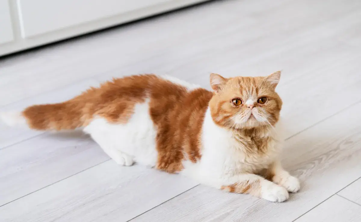 ¿Qué problemas pueden llegar a tener los gatos enanos? 