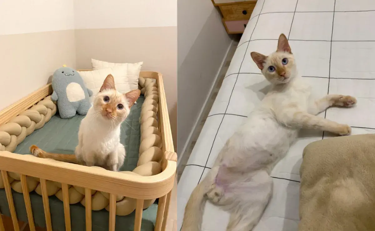 Adopta un gato deficiente: conoce la historia del gatito Juliano