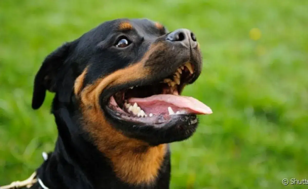 ¿Qué razas de perro tienen la mordida más fuerte?