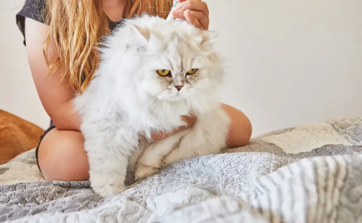 ¿Cómo poner una pipeta para gatos? 