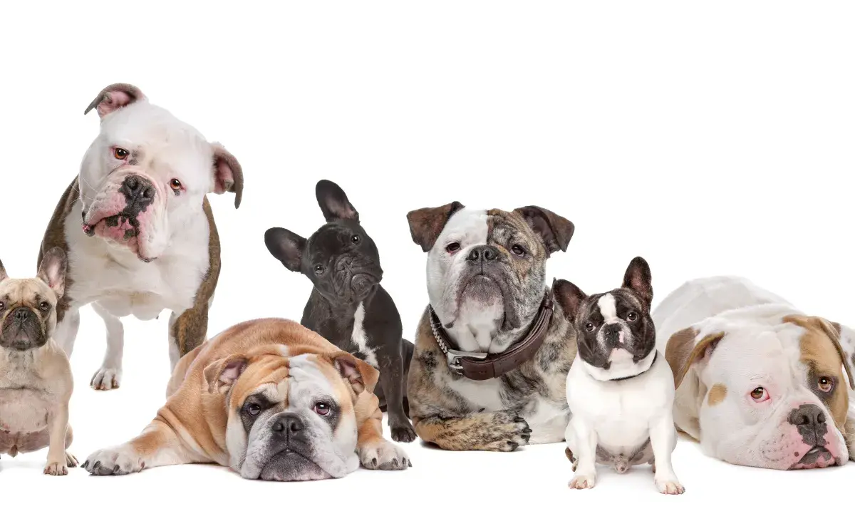 ¿Cuáles son las diferencias entre Bulldog Francés  y un Bulldog Inglés?