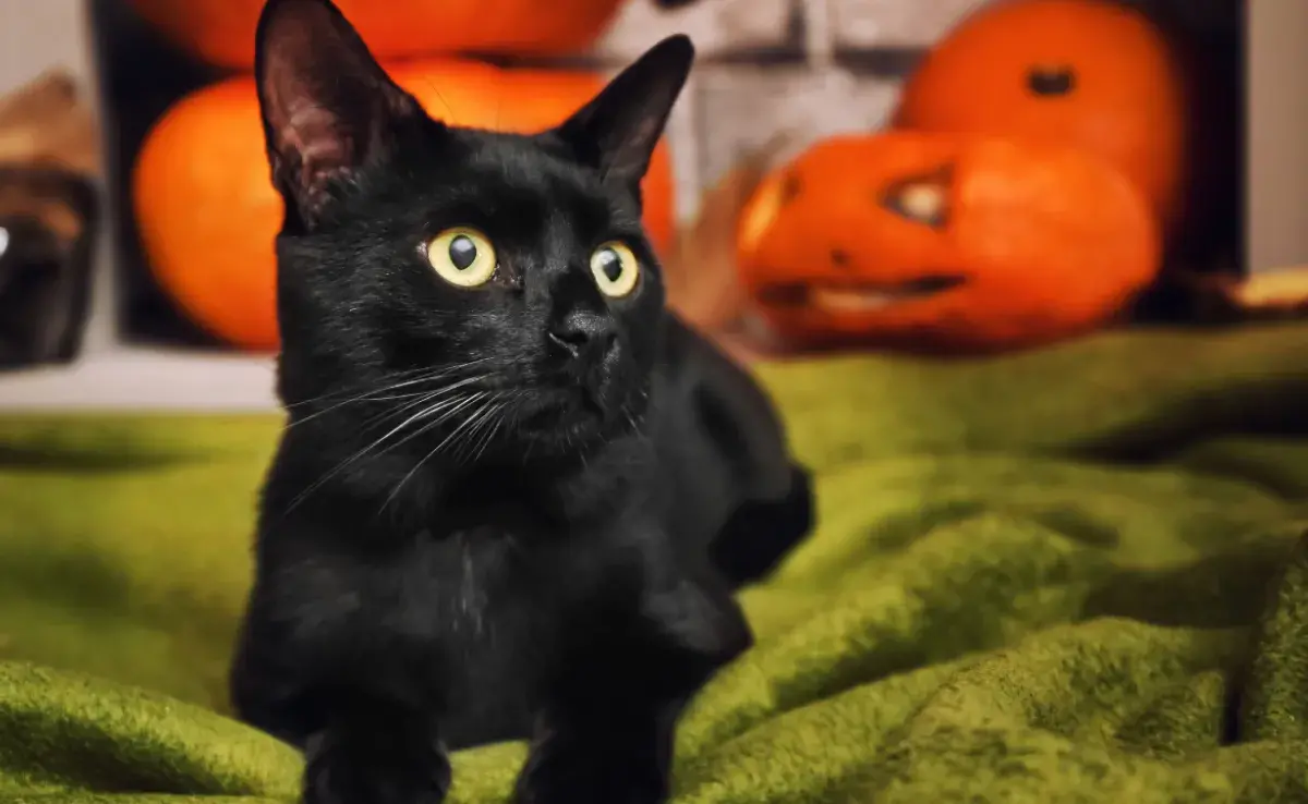 50 nombres para gatos negros