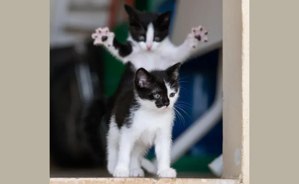 La foto de gatos graciosos lleva el premio principal