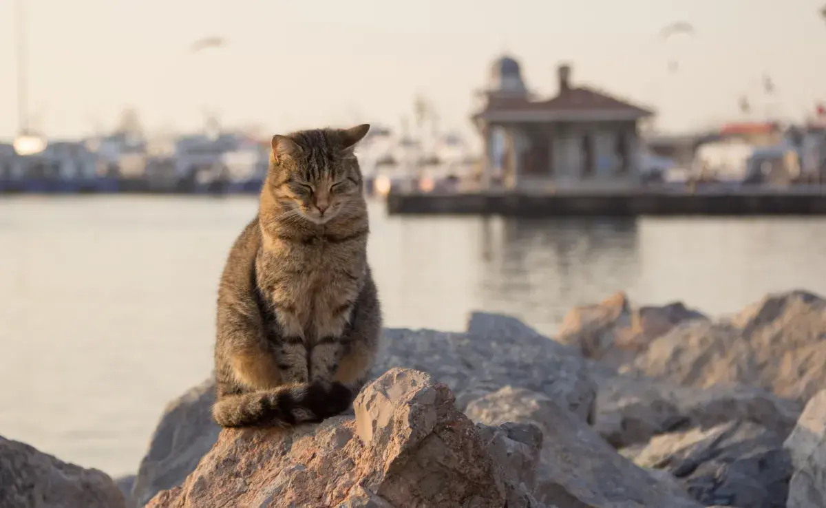 En Estambul los gatos son muy queridos y se volvieron una pasión nacional