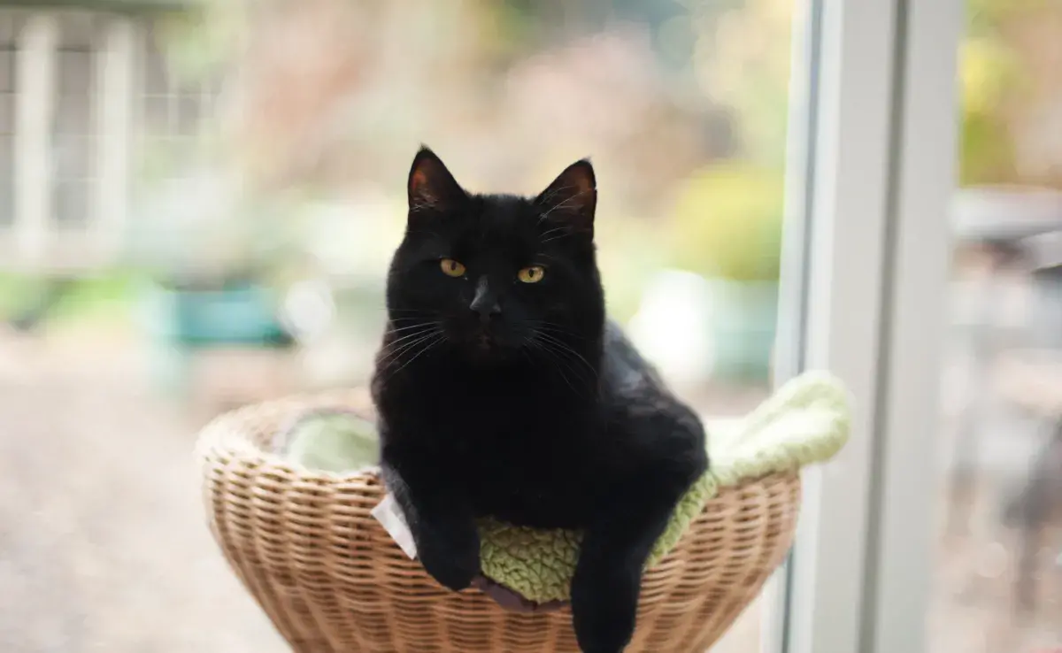 La contaminación del verme de gato normalmente ocurre a partir del compartir objeto