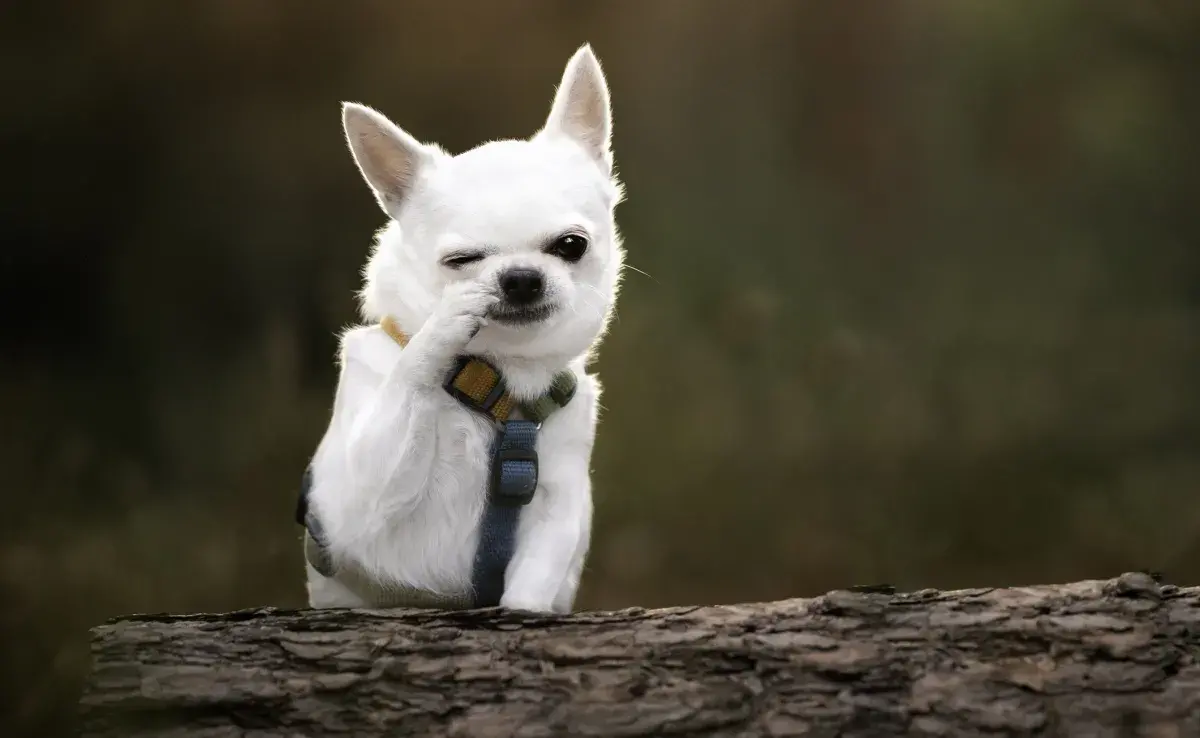 El chihuahua mini es sinónimo de valentía, lealtad y compañerismo