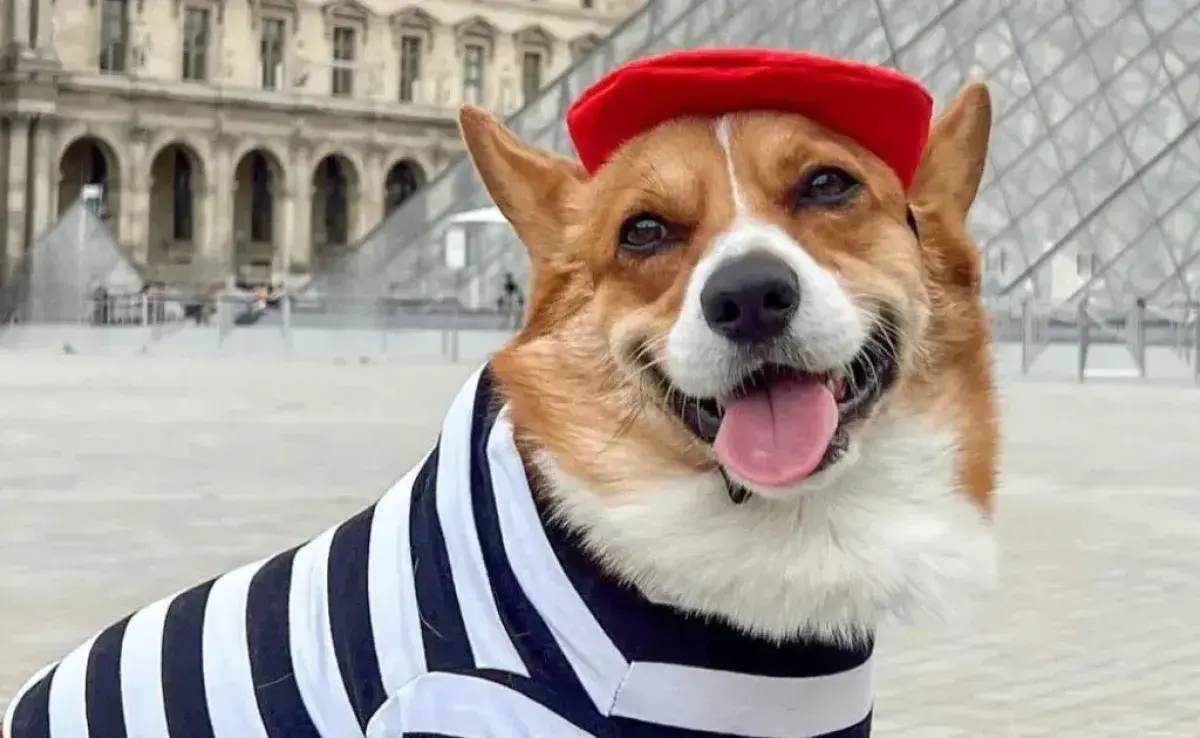 Corgi viaja por el mundo usando vestimenta acorde a la ocasión