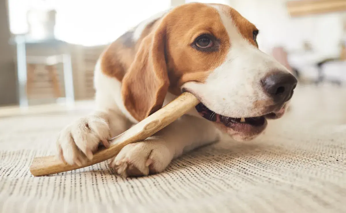 Descubre si es bueno darle huesos a los perros