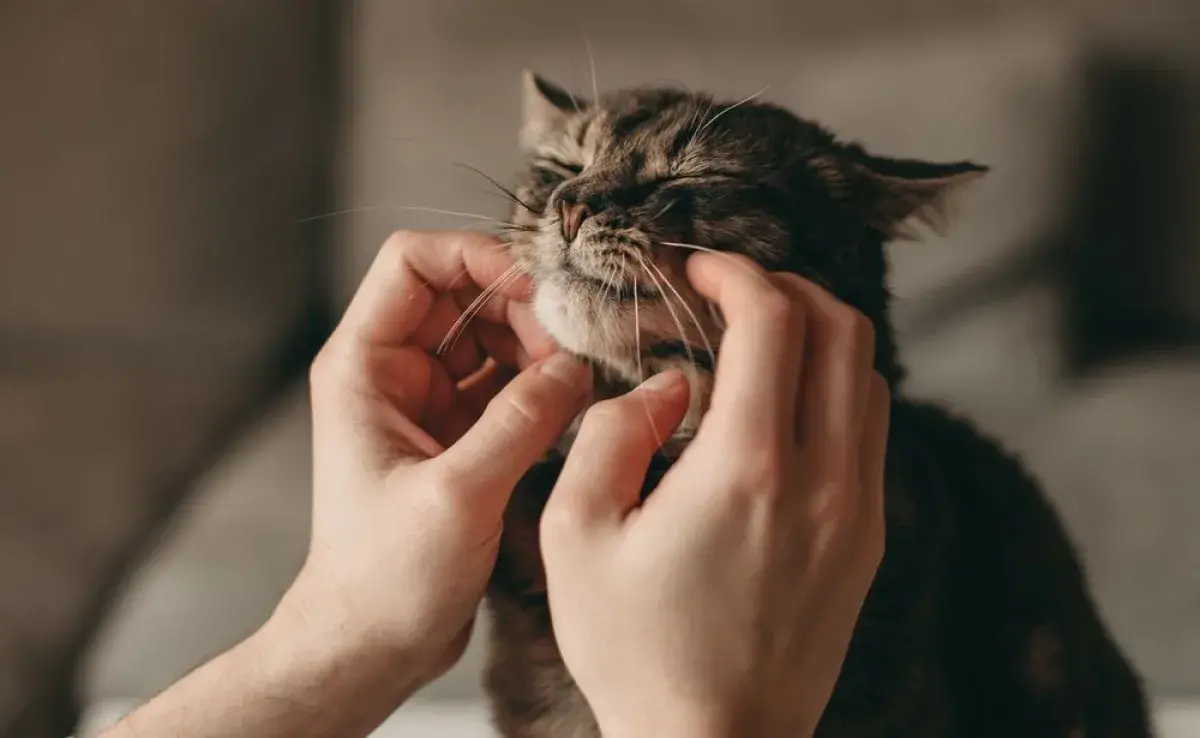   ¿Cuánto tiempo vive un gato? Mira qué cuidados son necesarios para mantener la calidad de vida de la mascota