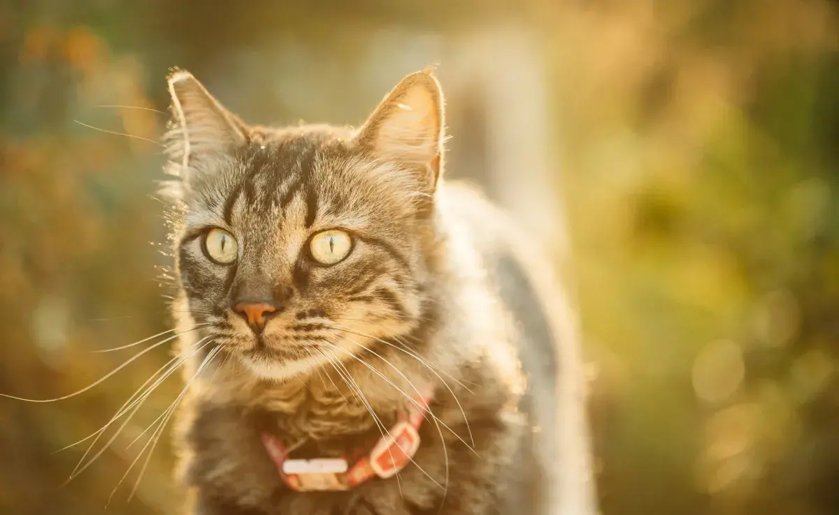 Collar para gatos