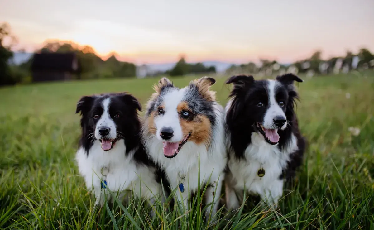 ¿Cuál es el perro más inteligente del mundo? Todo sobre la raza