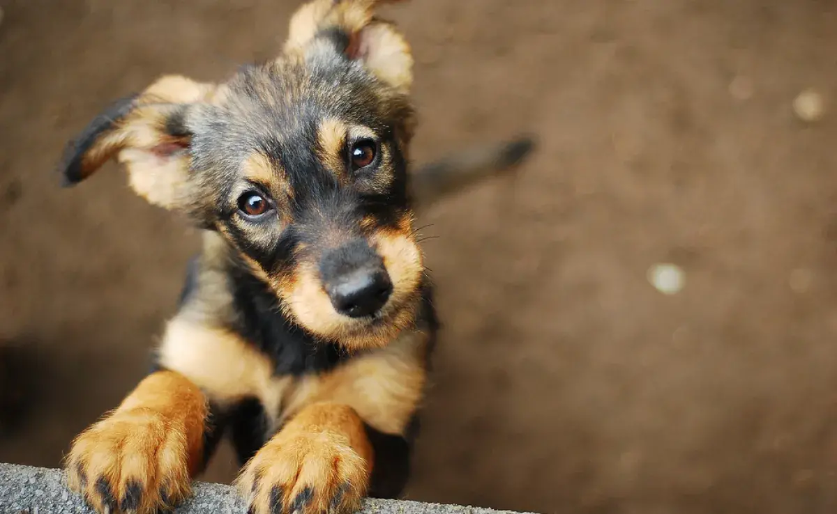 Para saber con cuántos años un perro deja de ser cachorro debe considerarse la raza y el porte