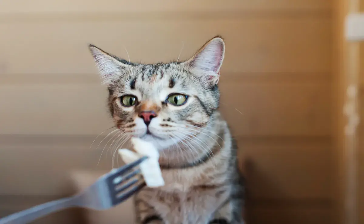 Comida y alimentos prohibidos para gatos