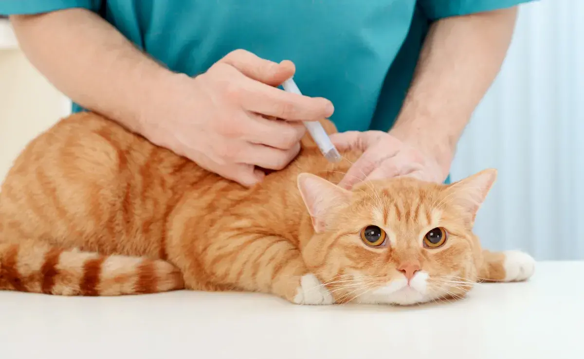Las vacunas para gatos son la principal forma de prevenir enfermedades graves en el animal