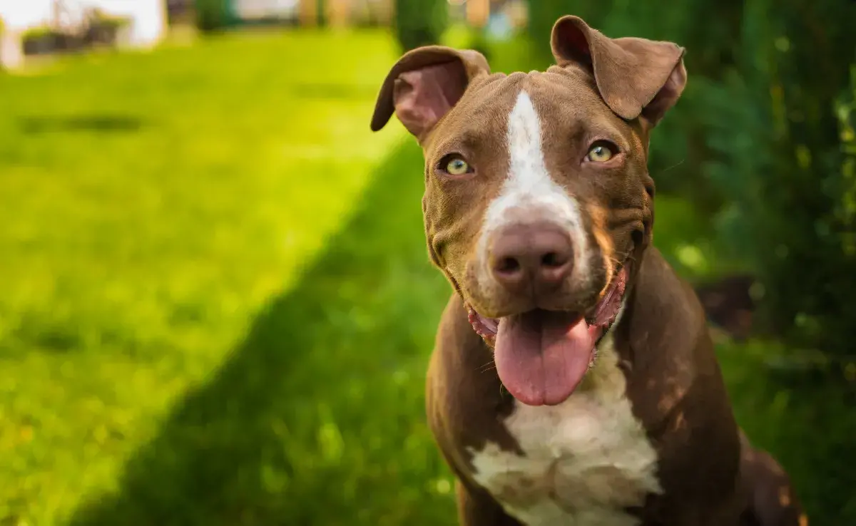 Cortes de orejas en Pitbull ¿Existe algún beneficio para el cachorro?