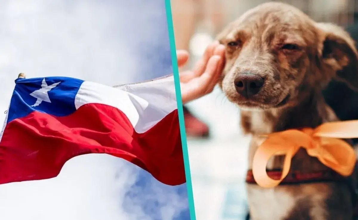 ¡Adoptar un perrito le cambia la vida a él y a ti!