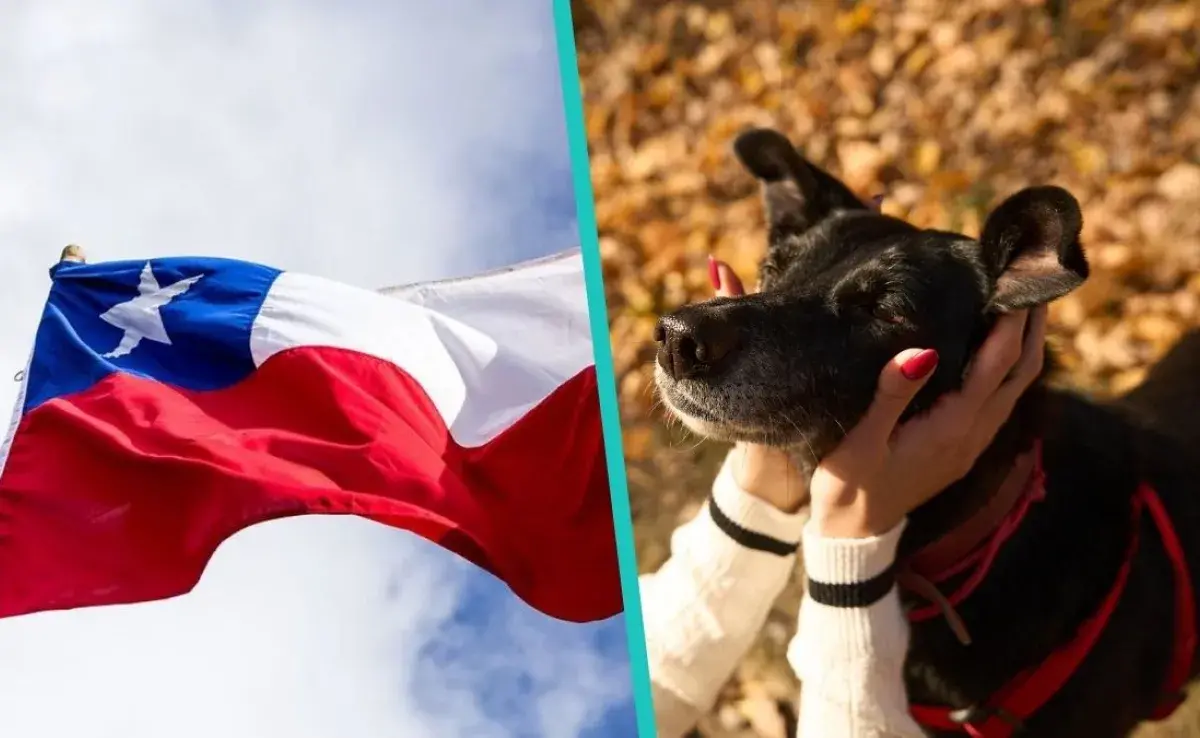 Los perros de color negros son los menos adoptados