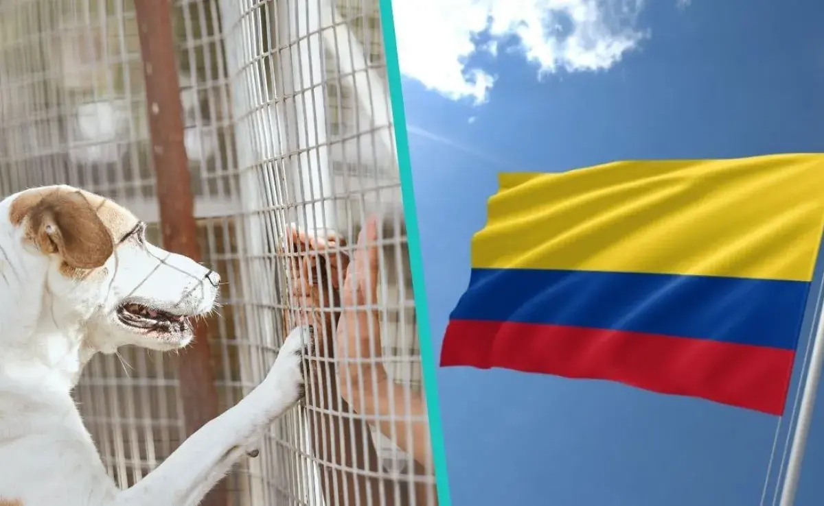 Tres lugares a los que puedes acudir para adoptar