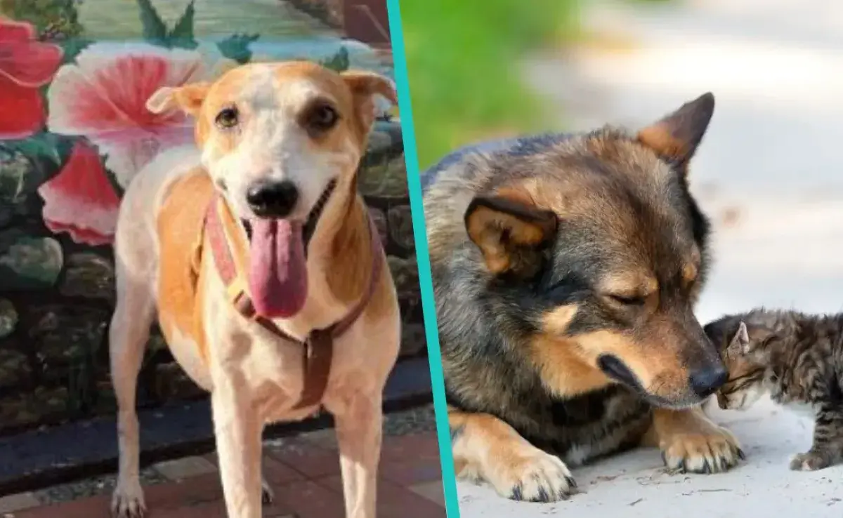 Cayena es la cara de un proyecto para sensibilizar sobre el abandono de animales