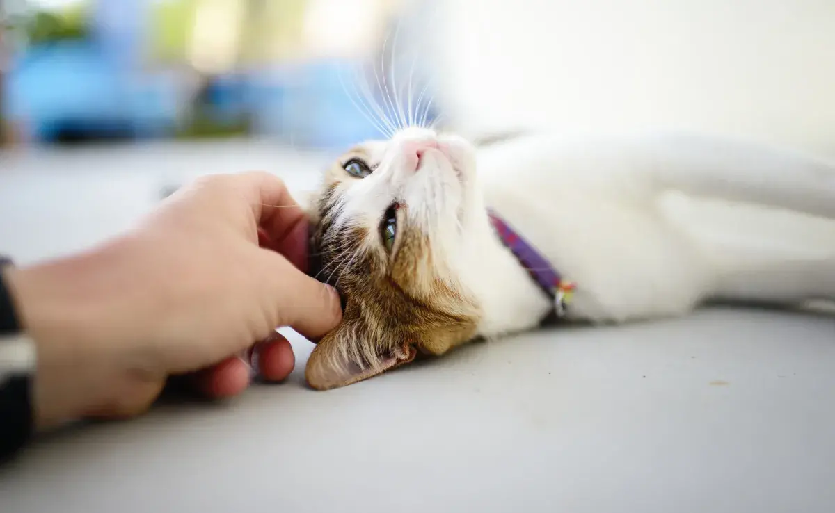 Un gato feliz presenta algunos comportamientos específicos