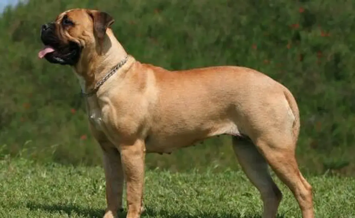 El perro mastiff disfruta de una casa con jardín grande