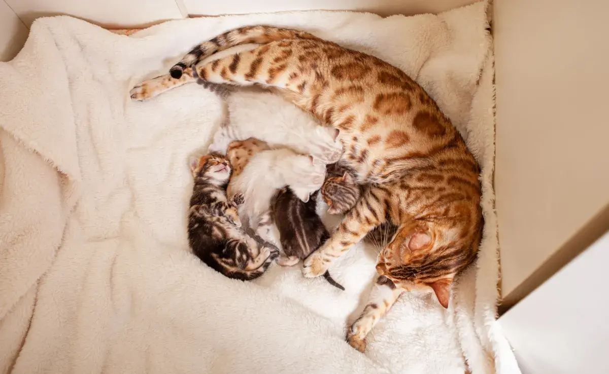 Los gatos bengalí son de los más populares en Colombia