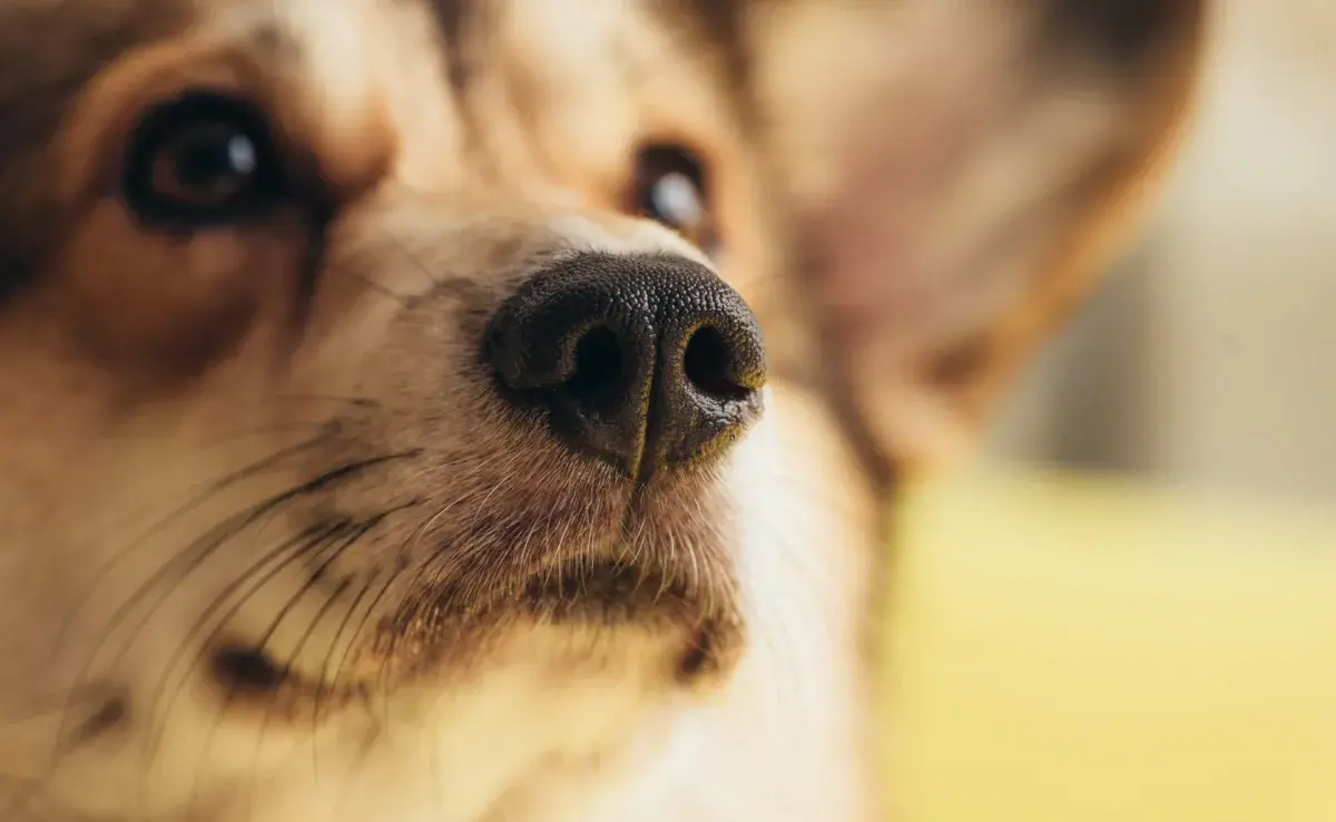 Una nariz seca en un perro podría indicar deshidratación