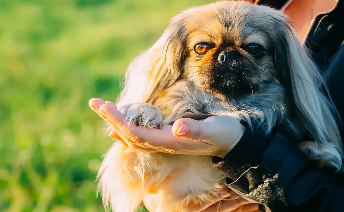 Los animales de compañía podrían ser considerados legalmente como integrantes de la familia en Colombia