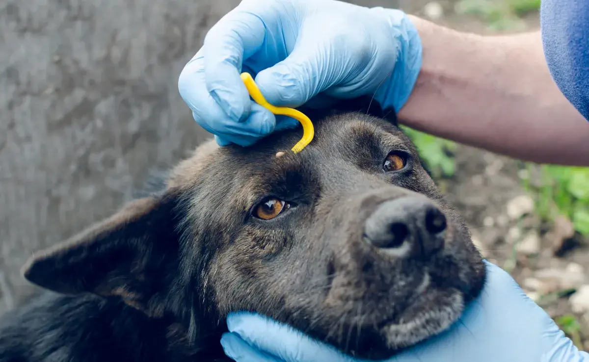 Los diferentes tipos de garrapatas de perro pueden causar enfermedades graves