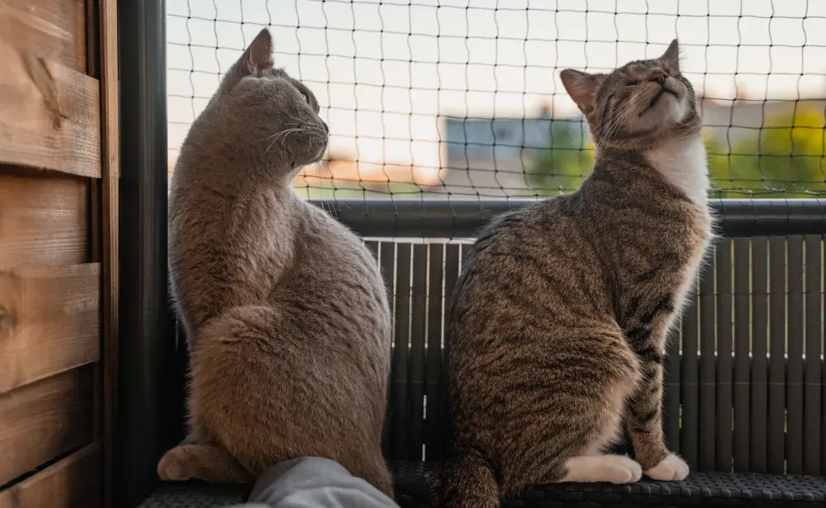 Malla para gatos, la mejor herramienta para cuidar a tu gatito