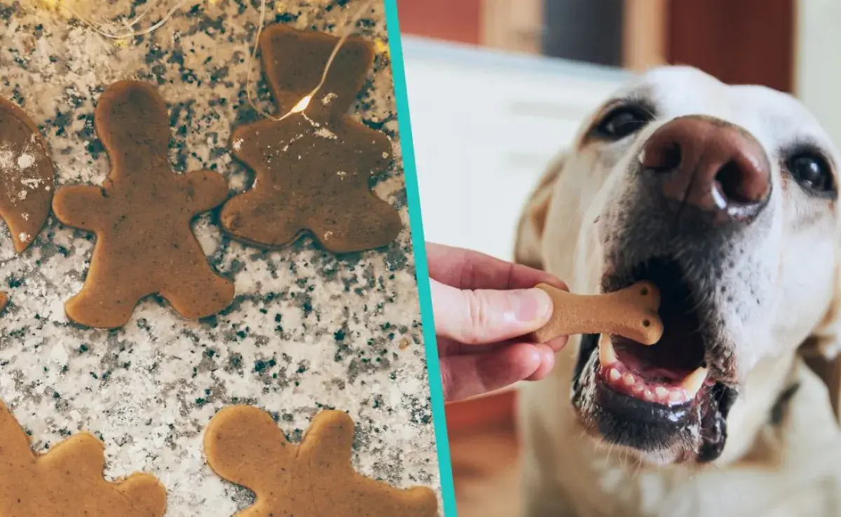 ¡Es posible darle galletas navideñas a tu perro!