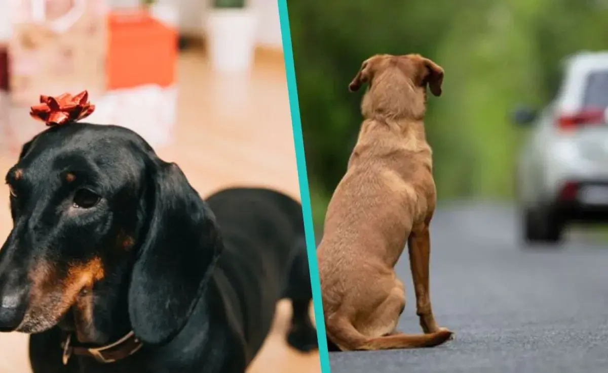 Hoy en día hay 3 millones de perros y gatos abandonados en Colombia.