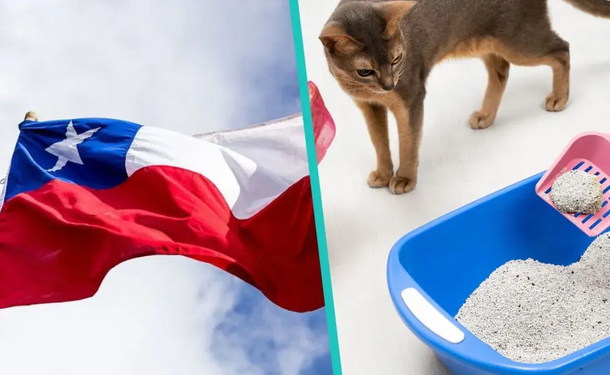 La mejor arena para gatos es la que se adecue a las necesitades de los felinos