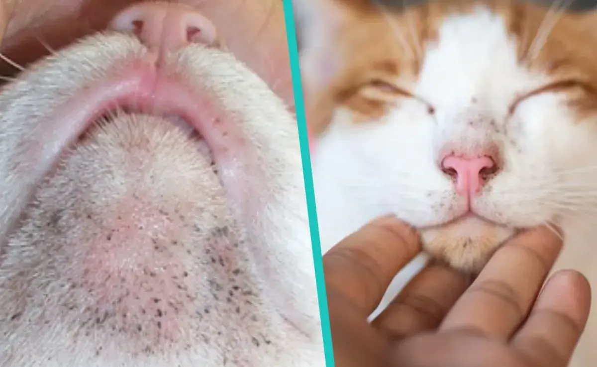 El acné felino se caracteriza por la presencia de protuberancias pequeñitas que se acompañan de puntos negros o blanquecinos