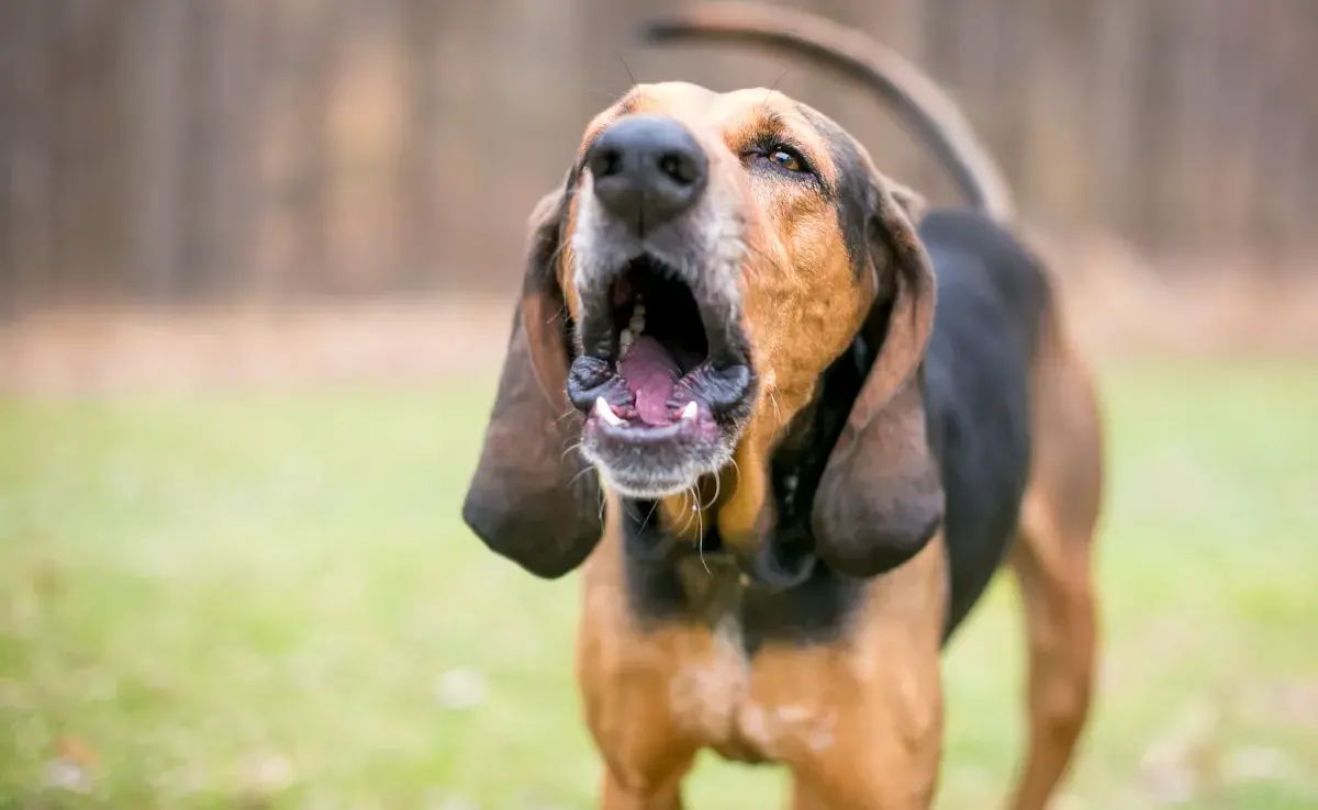   El ladrido del perro es un comportamiento natural de la especie e importante herramienta de comunicación
