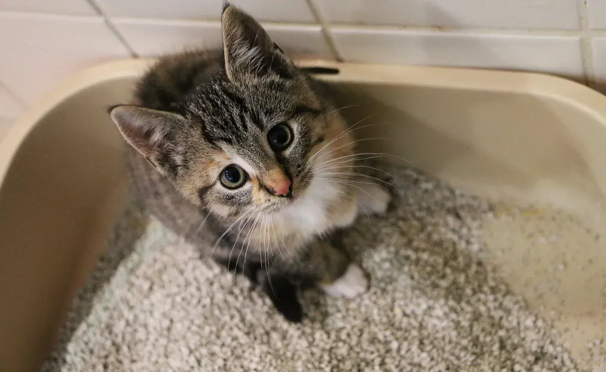 Mira los consejos para elegir la mejor arena para gatos que no deja olor  