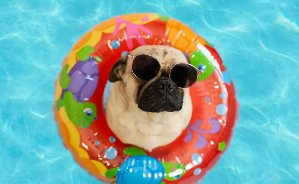 Que tu perrito se dé un chapuzón no solo será divertido, sino que le ayudarás a que haga ejercicio.