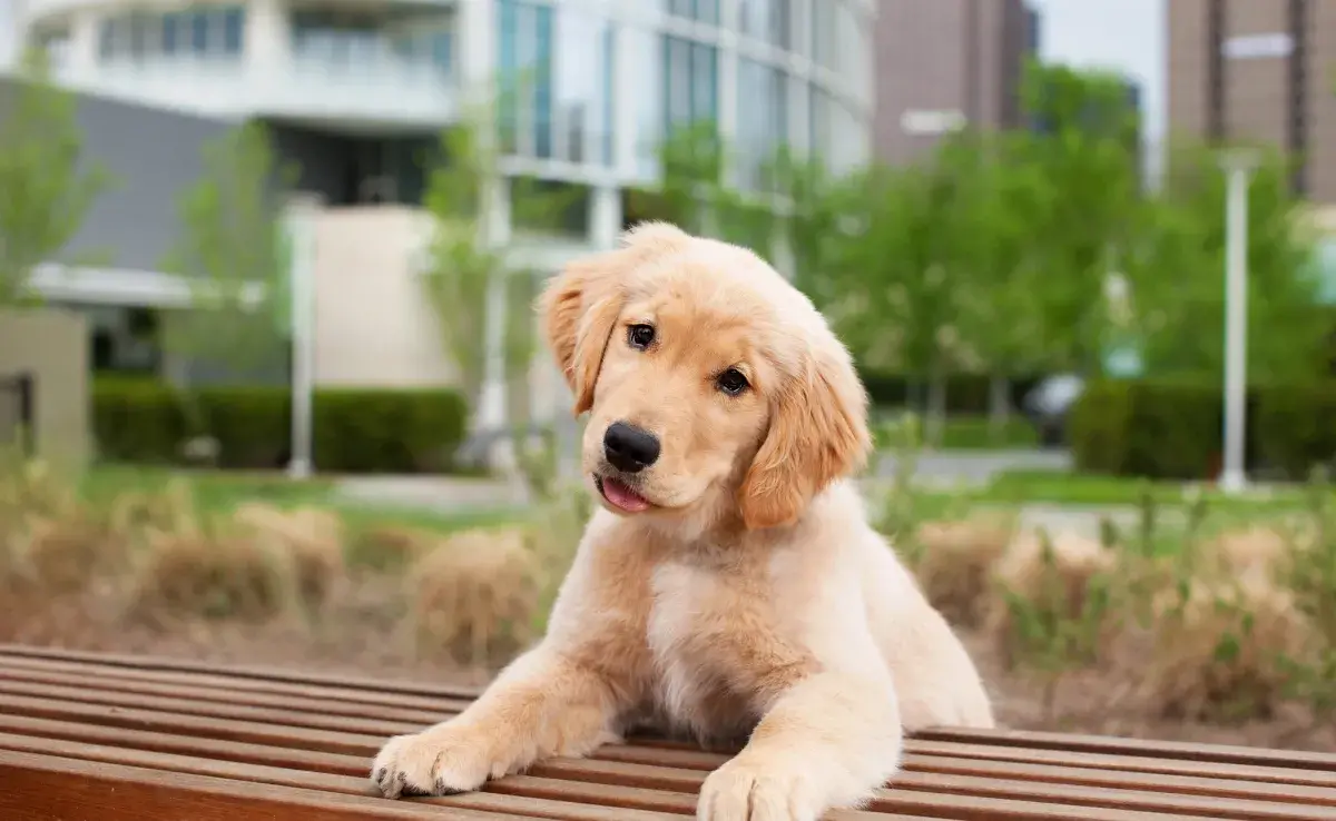 El cachorro de Golden Retriever es muy energético