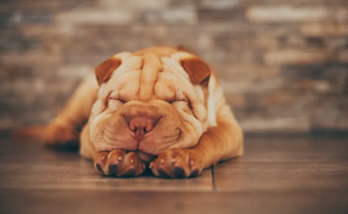 Los perros shar pei son resultado de la evolución de perros destinados a las peleas.