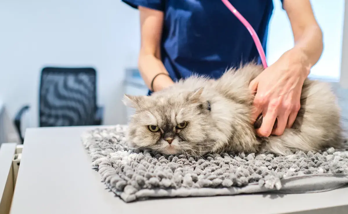 Consultar un veterinario especialista en gatos es una decisión importante para evitar el estrés en los felinos