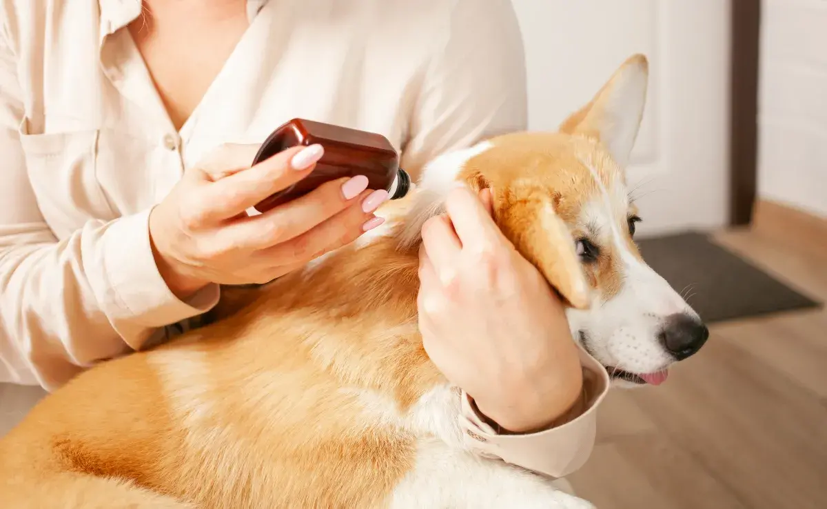 La caspa en perros es provocada por el exceso de grasa
