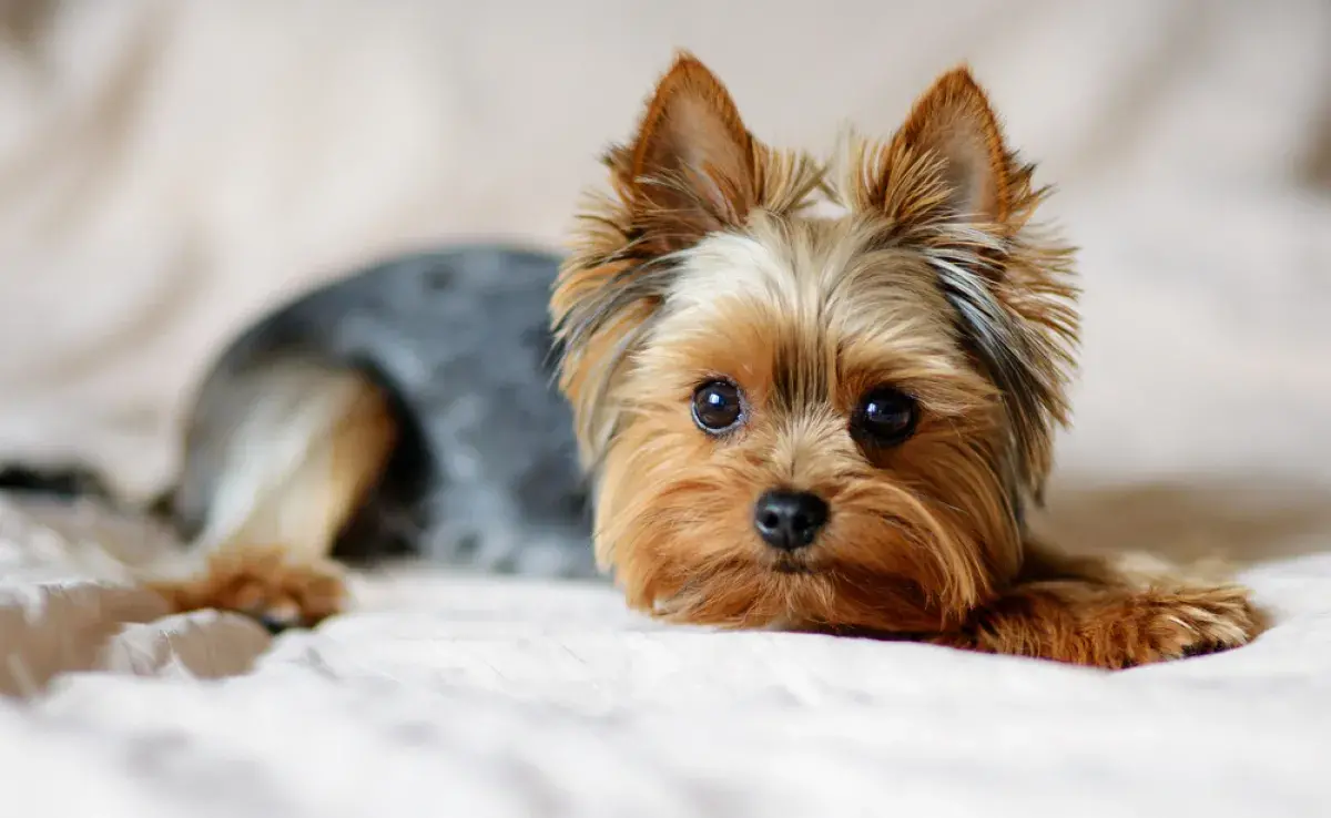 El cachorro de Yorkshire Terrier puede comprarse en caniles de confianza
