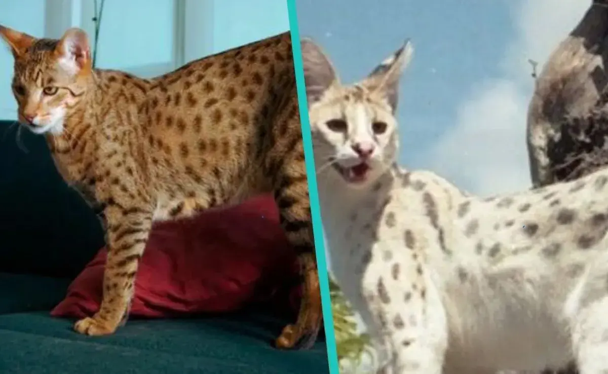 El precio de los gatos ashera es de al menos 125,000 dólares americanos