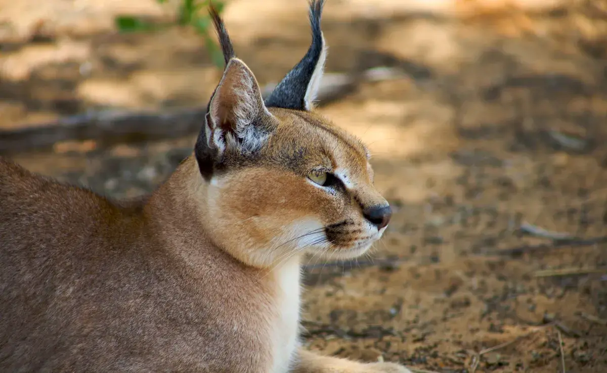 Gato caracal: el gato que siempre es confundico con un lince