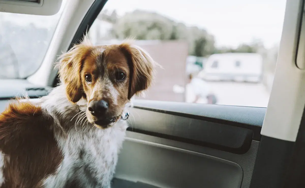 Ley de Tenencia Responsable de Mascotas y Animales de Compañía