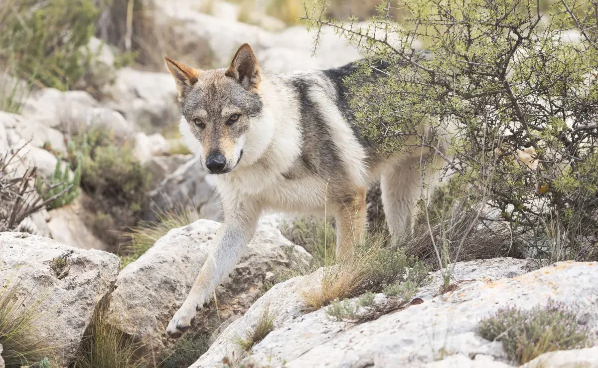 El Perro Lobo Checoslovaco es un perro de alta demanda y convivir con otros perros podría llegar a ser complejo