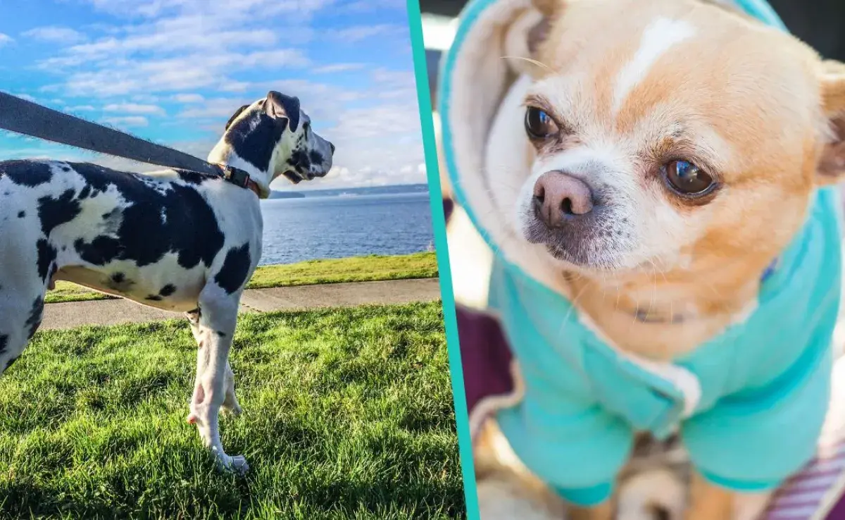 Es cierto, los perros pequeños viven más que los de raza grande.