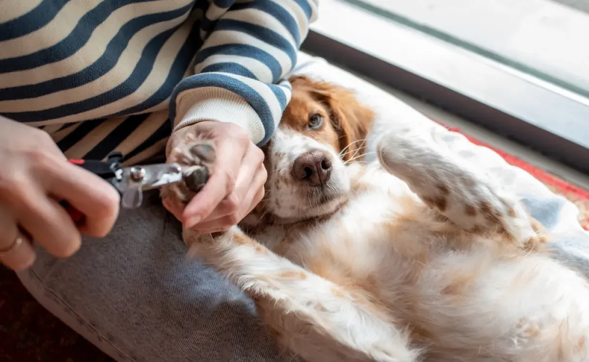 Consejos de tutores de cómo cortar las uñas de los perros en casa